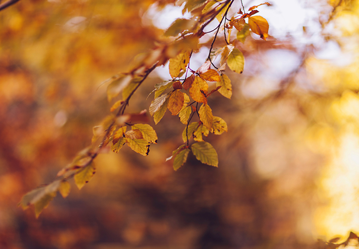 A close up of leaves on a tree.